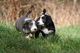 BEARDED COLLIE 399